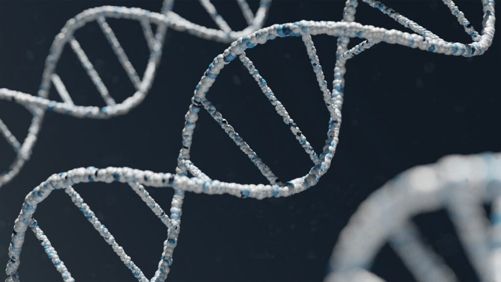 Lean muscle vs bulky muscle: DNA strand